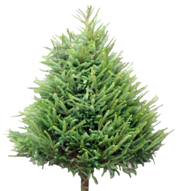 Wholesale Christmas Trees Supplier Welsh British Evergreen